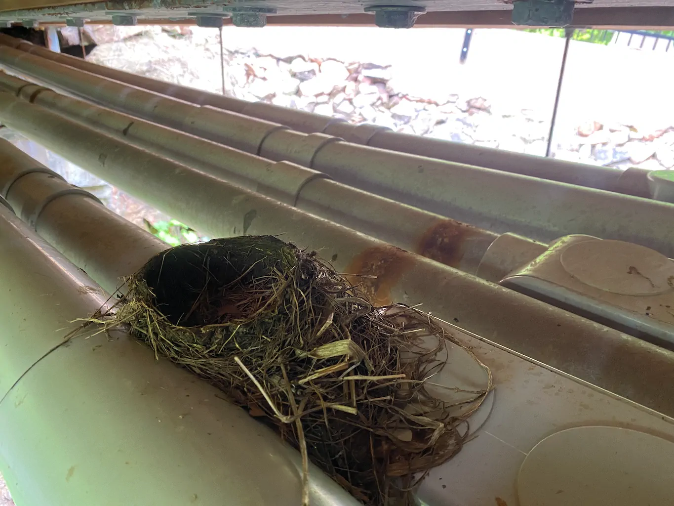 Nesting Bird Survey and Designated Substance Survey for a Roofing Repair Project