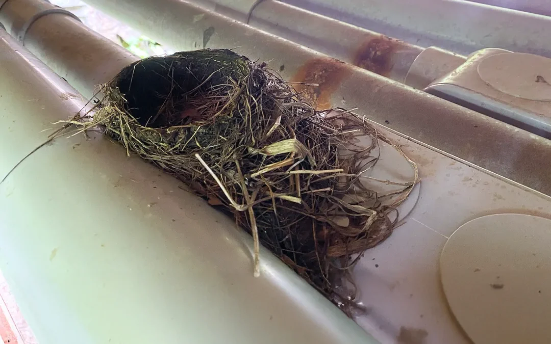 Nesting Bird Survey and Designated Substance Survey for a Roofing Repair Project
