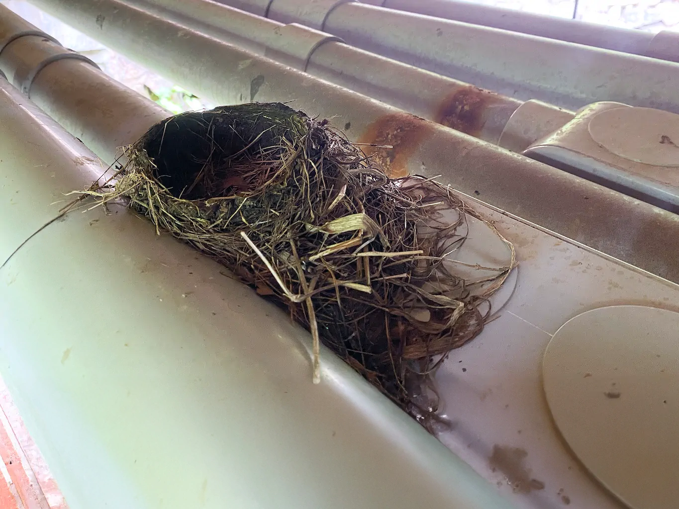 Nesting Bird Survey and Designated Substance Survey for a Roofing Repair Project