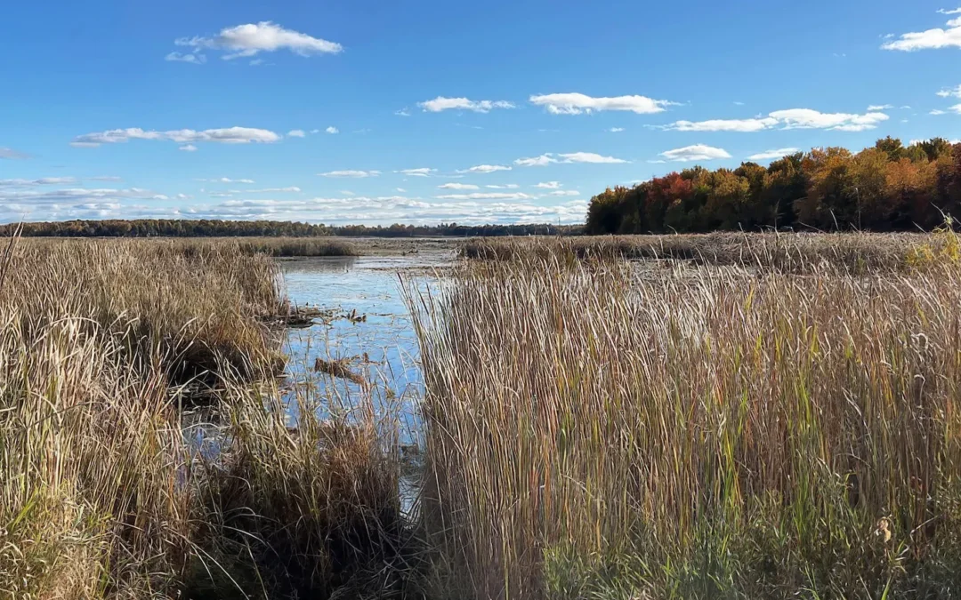 Environmental Impact Assessment for a residential lakefront property